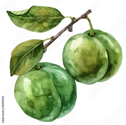 Watercolor drawing vector of green plum with leaves, isolated on a white background, clipart image, Illustration painting, design art, green plum vector, Graphic logo, drawing clipart. 