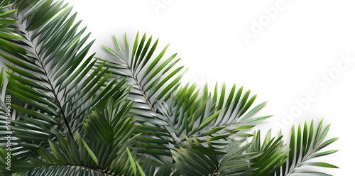 Frame with tropical palm leaves and jungle plants isolated on white background