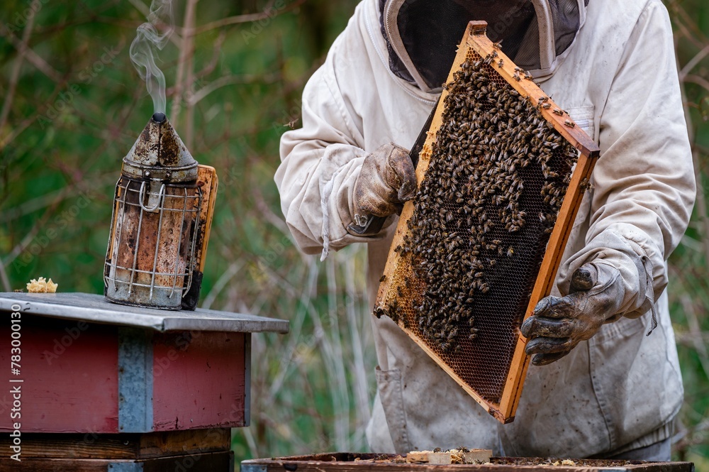 Beekeeper in full suits checking honey on the beehive frame in the forest. Beekeeper in full suits checking honey on the beehive frame in the forest.