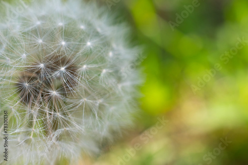 Abstract background with dandelion puff in the foreground and green bokeh