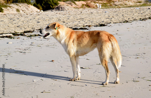 Rud pies na plaży o zachodzie słońca, Djerba