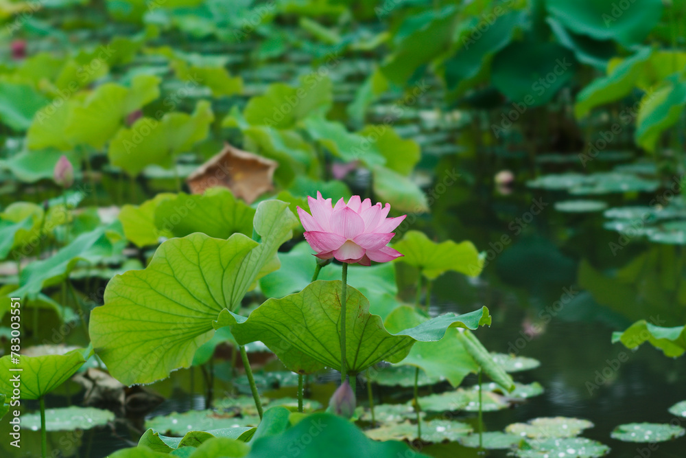 Lotus in Expo'70 Commemorative Park (万博記念公園) Lotus in Expo'70 Commemorative Park (万博記念公園)