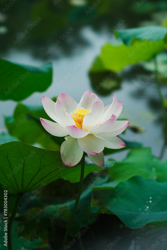 Lotus in Expo'70 Commemorative Park (万博記念公園) Lotus in Expo'70 Commemorative Park (万博記念公園)