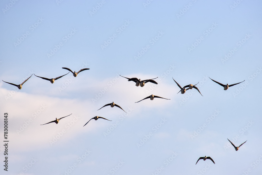 Bean goose (Anser fabalis) and white-fronted goose (Anser albifrons). Flocks of migrating geese in the sky and over the forest. European migration stop-overs, Birds fly full-face, rocketing