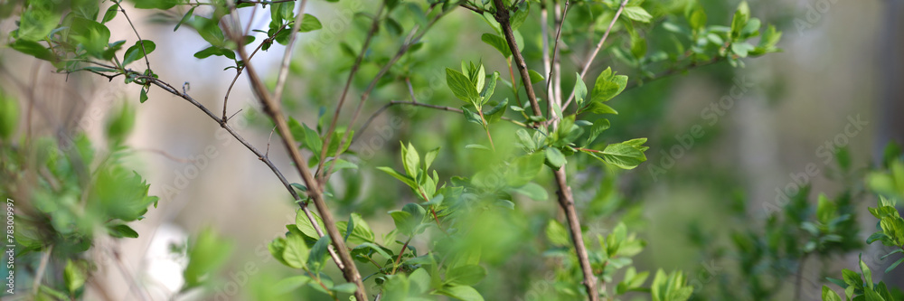 Fresh green foliage of spring, vibrant leaves on a tree branch, close-up nature's beauty. Fresh green foliage of spring, vibrant leaves on a tree branch, close-up nature's beauty.