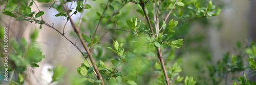 Fresh green foliage of spring  vibrant leaves on a tree branch  close-up nature s beauty.