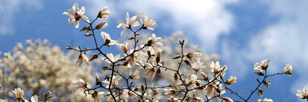 Springtime unveils nature's splendor, magnolia trees blooming against a backdrop of blue skies. Springtime unveils nature's splendor, magnolia trees blooming against a backdrop of blue skies.