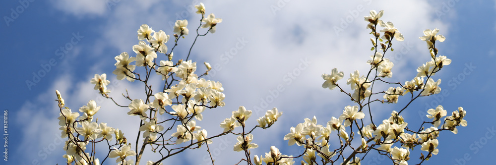 In springtime, magnolia trees bloom with white blossoms against a blue sky, nature's picturesque beauty. In springtime, magnolia trees bloom with white blossoms against a blue sky, nature's picturesque beauty.