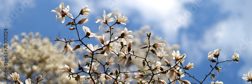 Springtime unveils nature's splendor, magnolia trees blooming against a backdrop of blue skies.