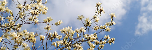 In gardening  magnolia trees blossom  white petals against a blue springtime sky  nature s beauty showcased.