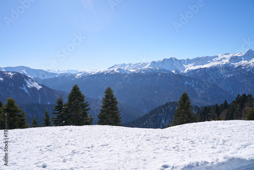 Snowy Pines and Mountain Panorama