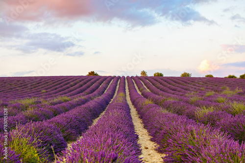 Beautiful blooming purple lavender fields near Valensole in Provence, France. Typical traditonal provencal landscape on sunset with blossoming flowers. Warm light