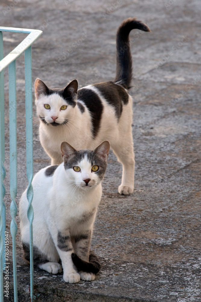 two cats standing on the floor, watching the camera. selective focus