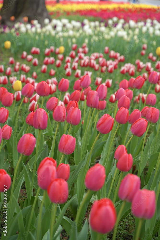 日本の春、横浜公園のチューリップの花 日本の春、横浜公園のチューリップの花