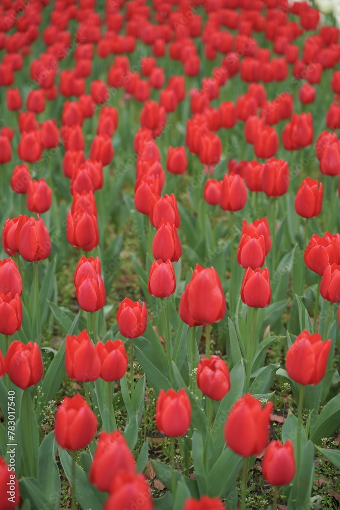 Fototapeta premium 日本の春、横浜公園のチューリップの花