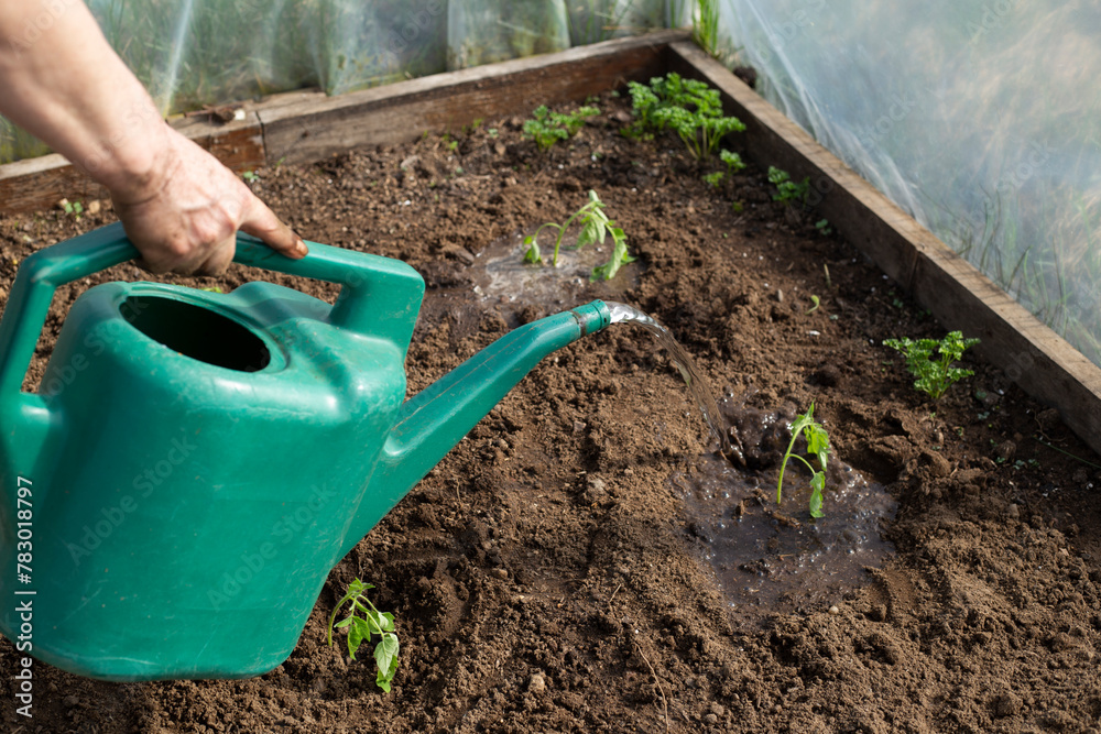 Senior woman watering tomato plant with can in greenhouse Senior woman watering tomato plant with can in greenhouse
