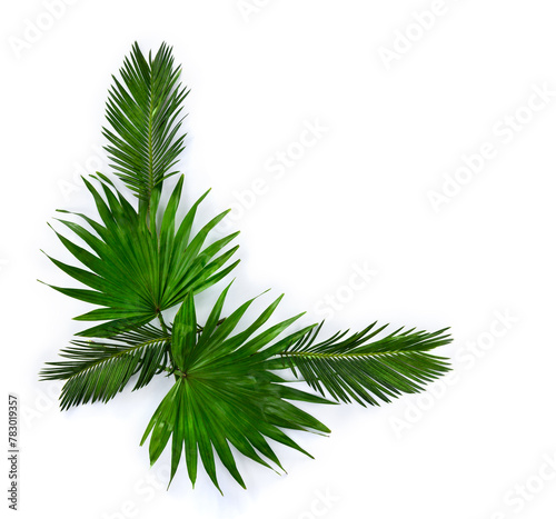 Tropical leaves palm tree on a white background with space for text. Top view, flat lay