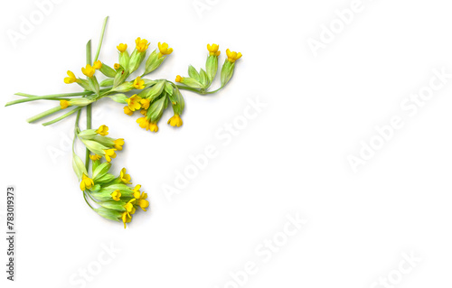 Yellow flowers and leaves Primula veris ( cowslip, petrella, herb peter, paigle, key flower, Primula officinalis Hill ) on a white background with space for text. Top view, flat lay. Medicinal herb © Anastasiia Malinich