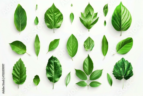 Set of green leaves isolated on white background   Flat lay  top view