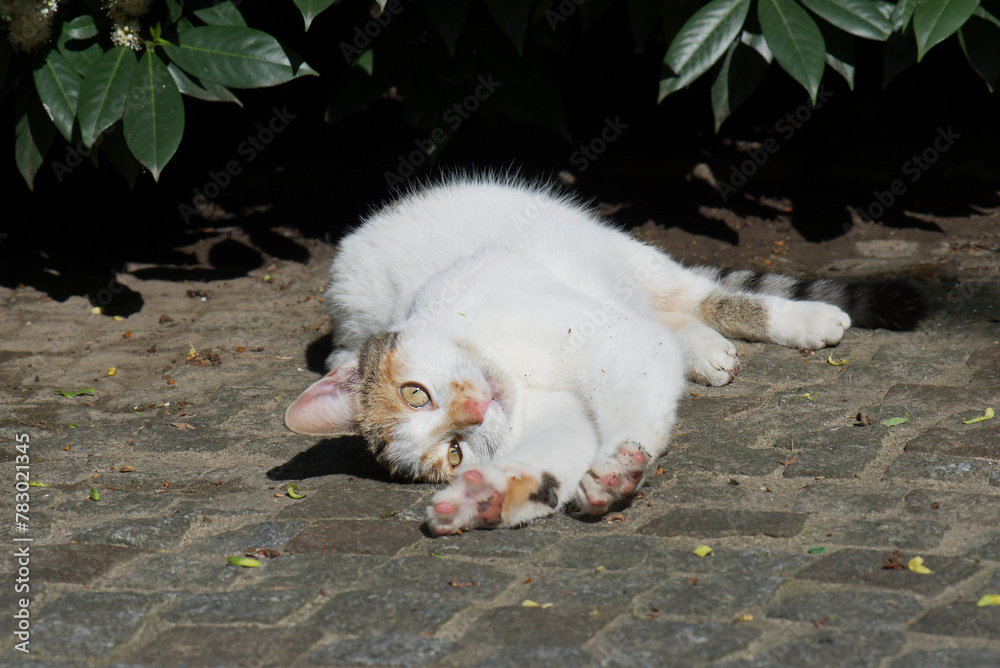 Fototapeta premium Liegende Katze auf der sonnigen Terrasse