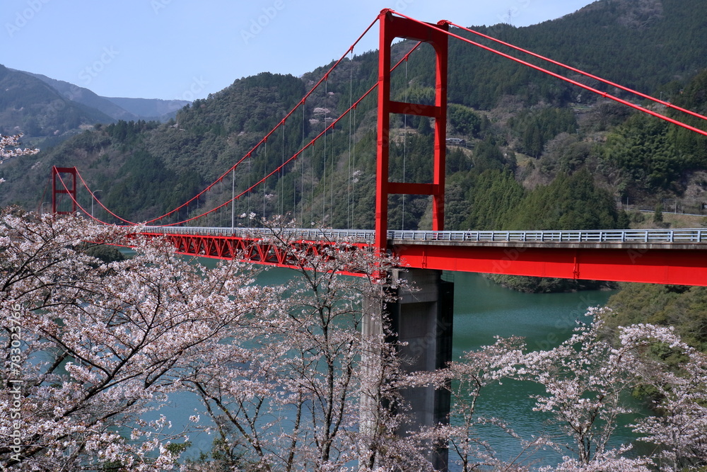 大渡ダム大橋を飾るサクラ　（高知県　仁淀川町）