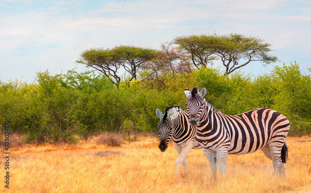 Naklejka premium Zebra standing in yellow grass on Safari watching, Africa savannah - Etosha National Park, Namibia