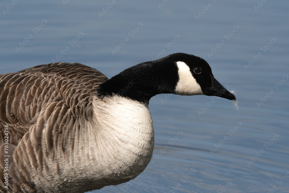 Bernache du Canada,.Branta canadensis, Canada Goos Bernache du Canada,.Branta canadensis, Canada Goos