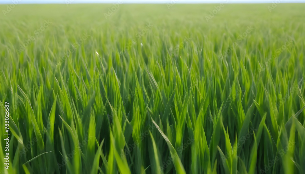 Wheat field in fresh springsummer with young green wheat and nature 3 Wheat field in fresh springsummer with young green wheat and nature 3