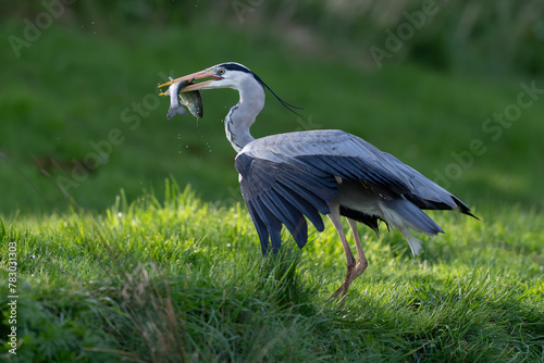 Grey Heron with fish on green background