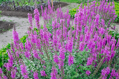  purple loosestrif flowers, (Lythrum salicaria), blooming with vegetation background
