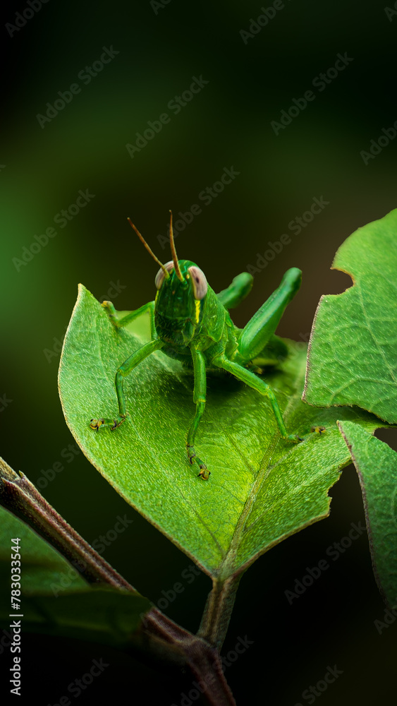 A nymph grasshopper on the leaf, looking around and enjoying moment A nymph grasshopper on the leaf, looking around and enjoying moment