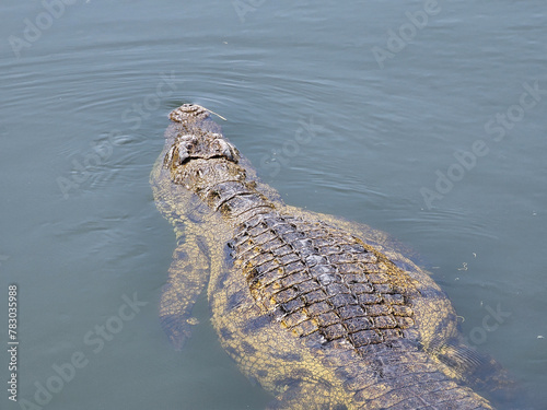 Slika na platnu Huge nile crocodile in the water