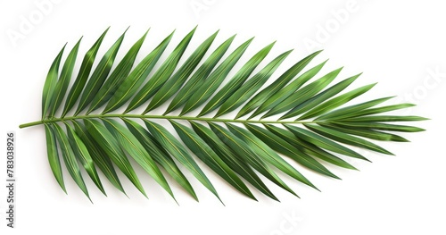 Palm leaf isolated on white background, top view.