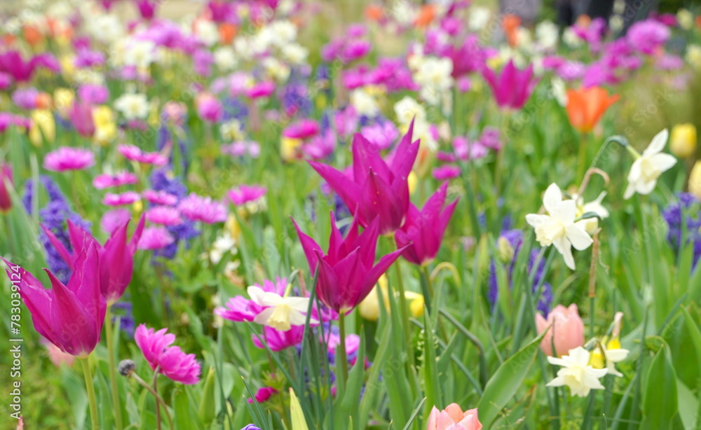 日本の横浜の山下公園の花2024 日本の横浜の山下公園の花2024