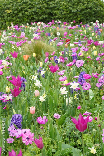 日本の横浜の山下公園の花2024