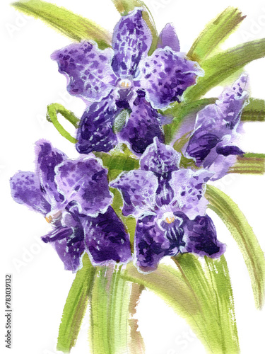 Watercolor sketch illustration of  vanda orchid flower isolated on white background.