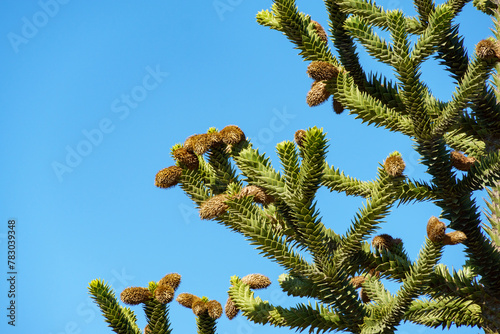 Close-up of Araucaria araucana, monkey puzzle tree, monkey tail tree, or Chilean pine in city park Krasnodar or Public landscape 'Galitsky park' in sunny spring 2024 photo