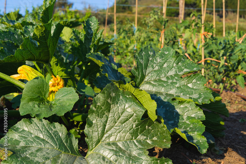 A leafy green squash plant is growing in a garden flowering courgette plants. Agriculture.