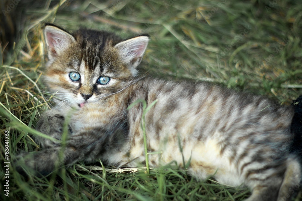 European shorthair cat in its natural environment European shorthair cat in its natural environment