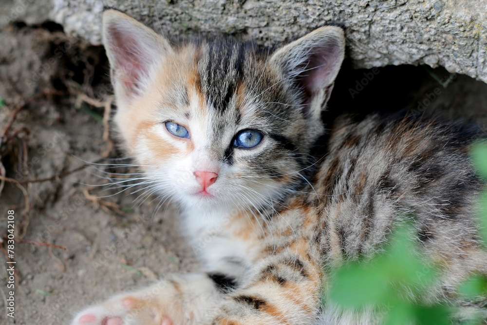 European shorthair cat in its natural environment 