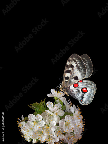 bright apollo butterfly on sakura flowers in drops of dew isolated on black. ...