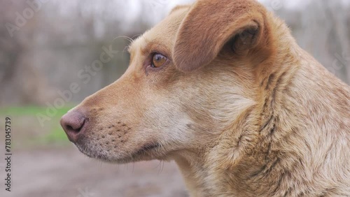 Portrait of the head of a stray dog of beige color. Close-up