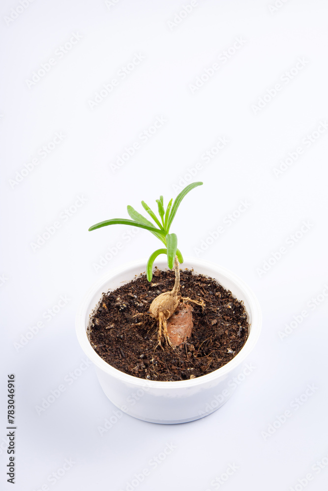 young plant Mestoklema (macrorhiza) - Dwarf caudex succulent, in a small white bowl. isolated on white background