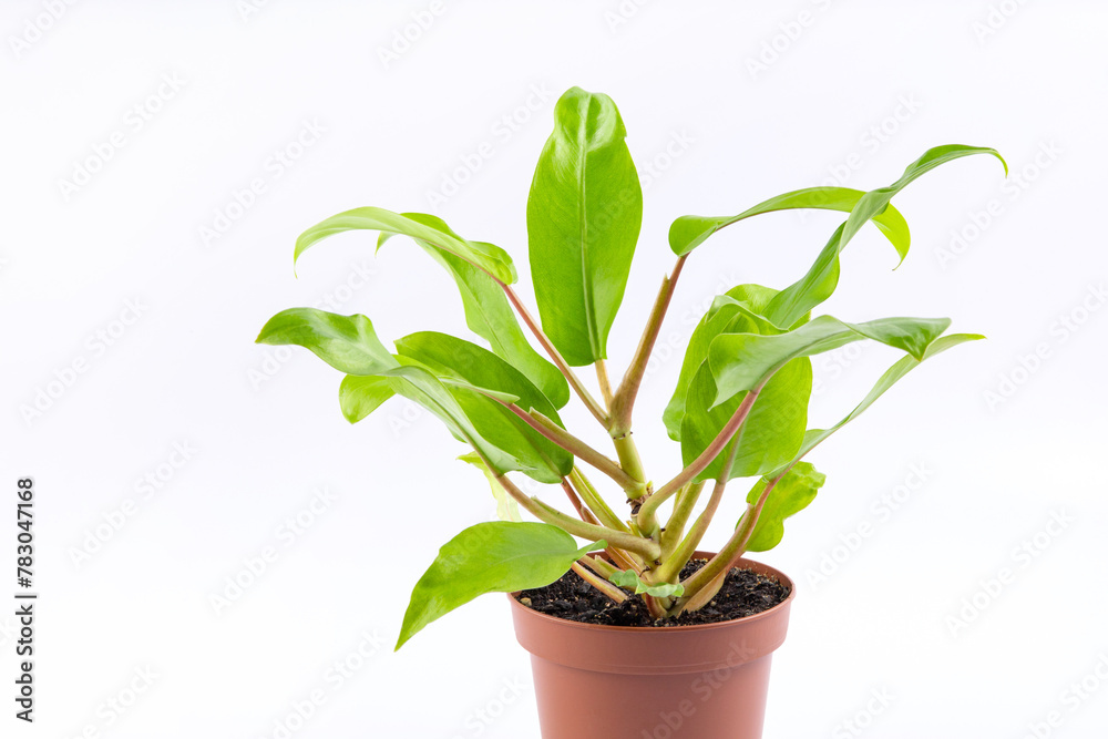 Fototapeta premium young philodendron lemon lime plant in brown plastic pot isolated on white background