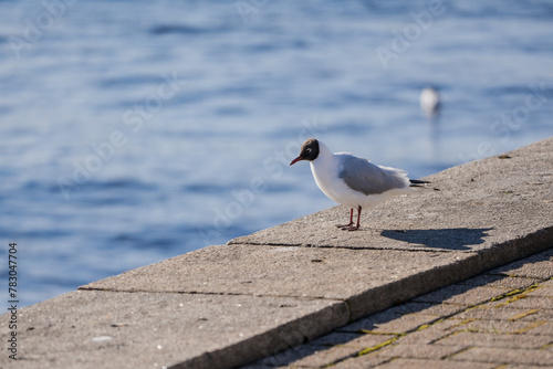 Laughing gull Leucophaeus atricilla in the city next to a water waiting for food photo
