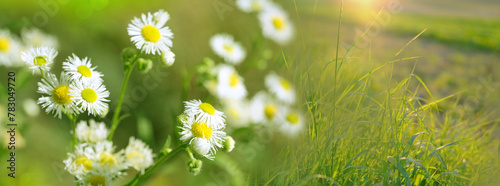 Fototapeta Naklejka Na Ścianę i Meble -  Daisies, Matricaria Chamomilla in meadow, beautiful summer landscape, blossoming camellias natural panoramic background with green field, environmental protection, panorama