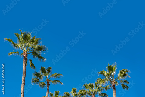 tropical tall African Sabal fan palms gracefully sways against blue sky, natural beauty tropics, infinity tropical background, banner for travel agencies, hotels, airlines