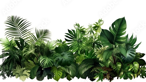 Tropical plants isolated on white background, clipping path included. photo