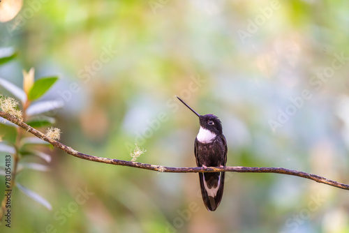 Black bird from Ecuador. Collared Inca, Coeligena torquata, dark green black and white hummingbird in Colombia. Wildlife scene with bird. photo