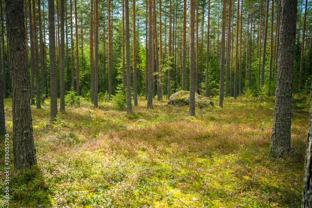 Obraz premium spring in scandinavia